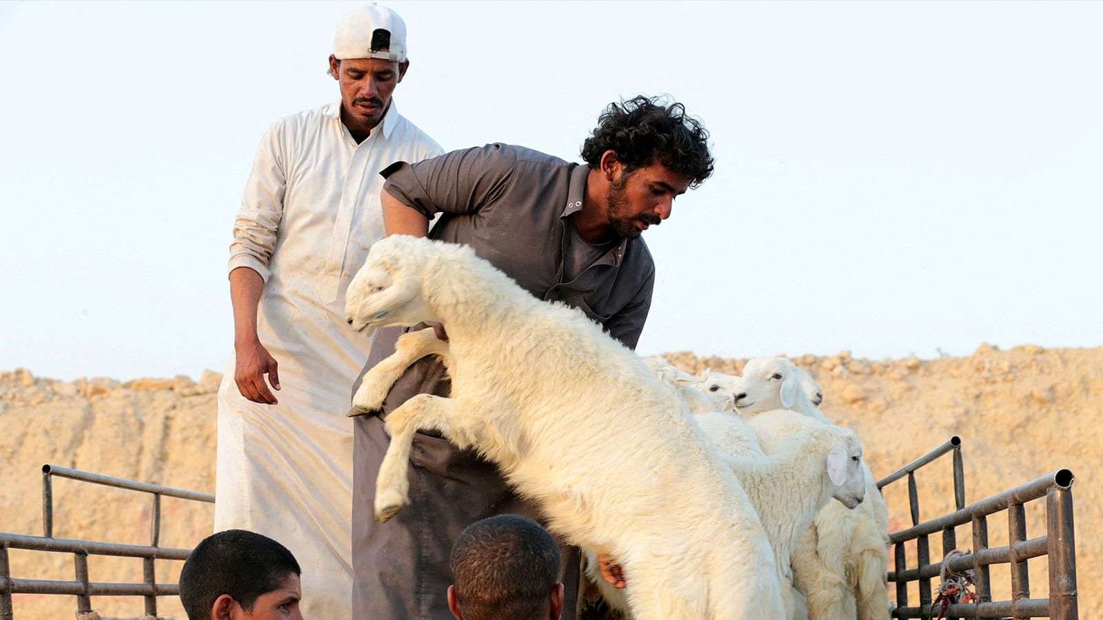 “من 230-280 دينارا ” أسعار الأضاحي في الأردن 2024 وأسعار العجول والنصائح التى يجب اتباعها لشراء أضحية عيد الاضحي المبارك
