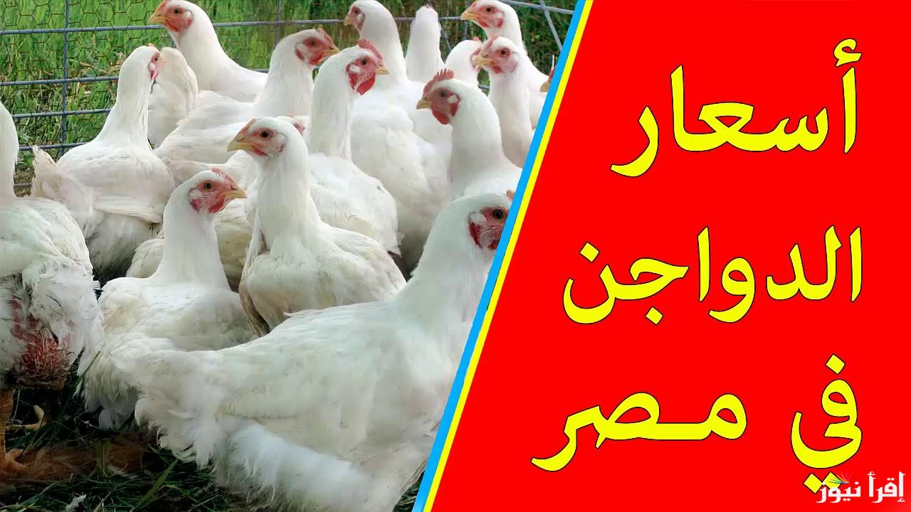 الكيلو بكام؟.. بورصة الدواجن اليوم الفراخ البيضاء الاربعاء 25 سبتمبر 2024 في الأسواق المحلية والمحلات التجارية