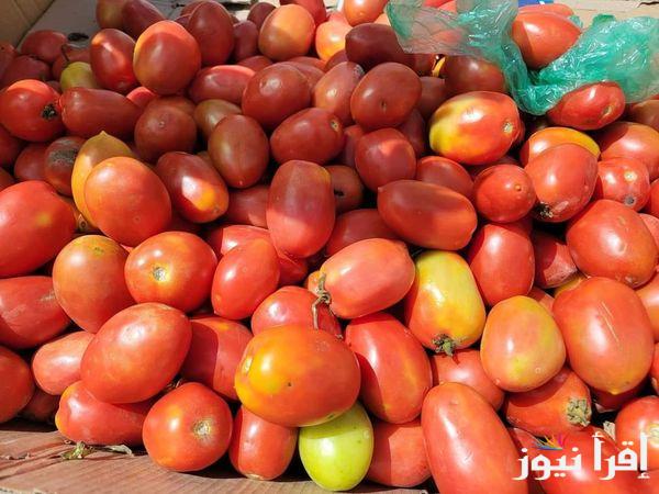 الطماطم بـ7 ج والكيوي بـ50 ج.. اسعار الطماطم اليوم الأحد 27-10-2024 ( للمستهلك وللتجار) بسوق العبور وبجميع الاسواق المحلية