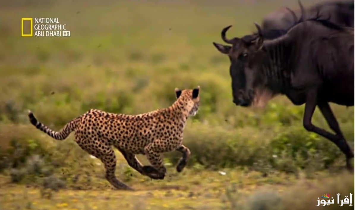 تردد ناشيونال جيوغرافيك National Geographic Abu Dhabi على النايل سات لمتابعة برامج العلوم والفضاء الحياة البرية