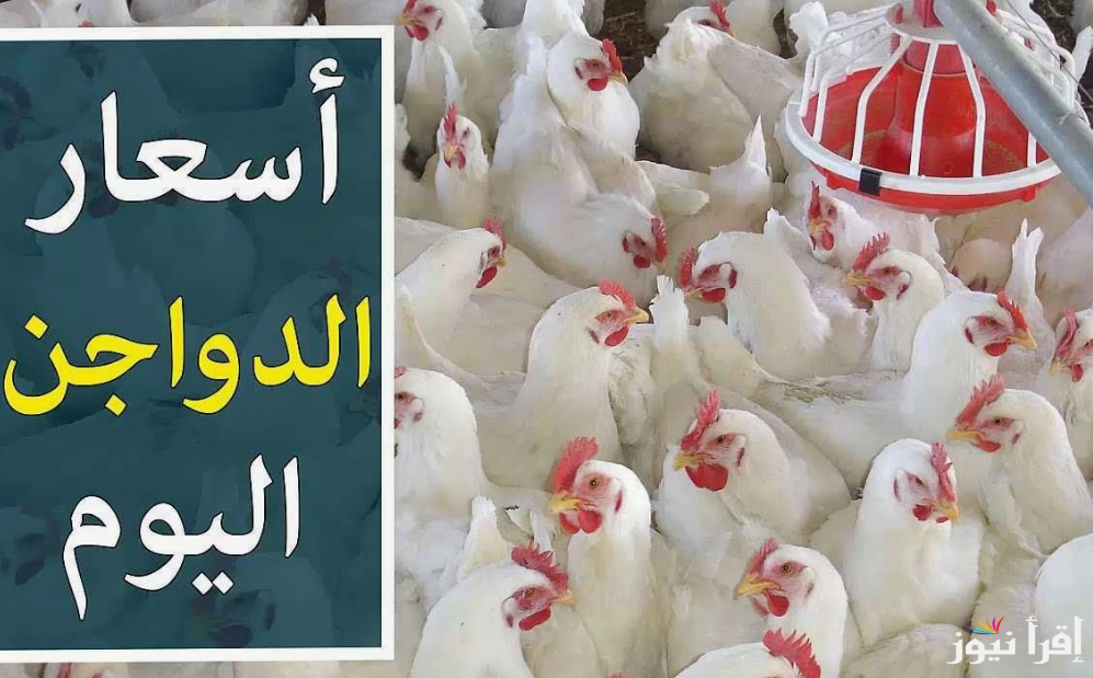 “مستمر في الارتفاع”.. بورصة الدواجن اليوم أسعار الفراخ البيضاء الثلاثاء 22 أكتوبر 2024 في مصر