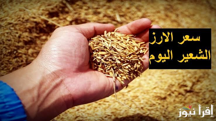 سعر طن الأرز الشعير والبسمتي اليوم الخميس 24 اكتوبر 2024 في جميع الاسواق المحلية