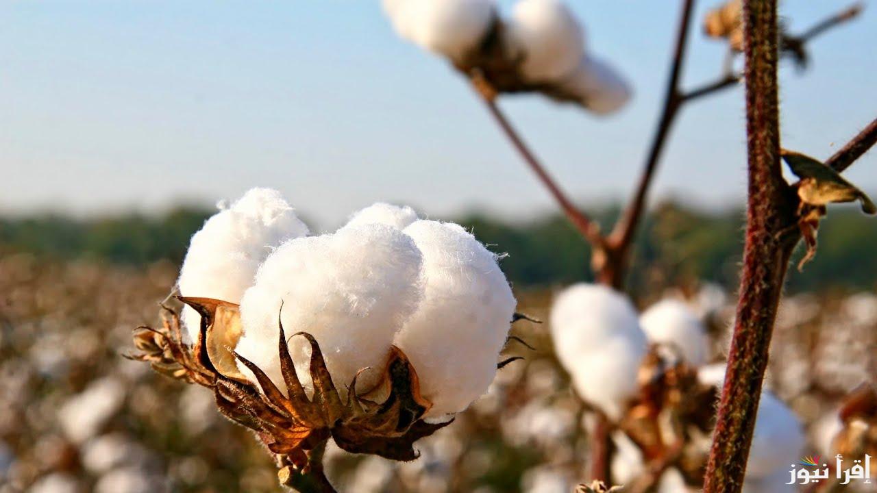 Egyptian cotton .. سعر قنطار القطن اليوم الاثنين 21 اكتوبر 2024 واجمالى الانتاج هذا العام