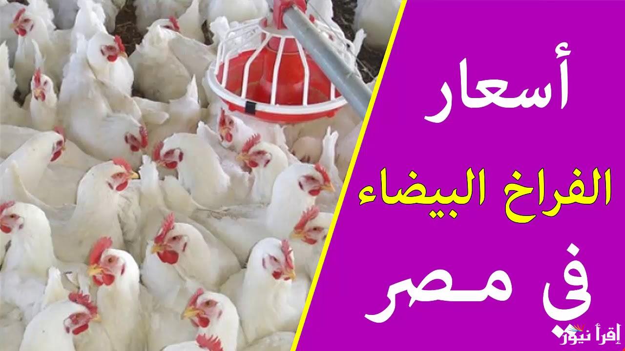 chicken kak .. بورصة الدواجن اليوم أسعار الفراخ البيضاء الاثنين 21 اكتوبر 2024 داخل الاسواق والمحلات التجارية للمستهلك