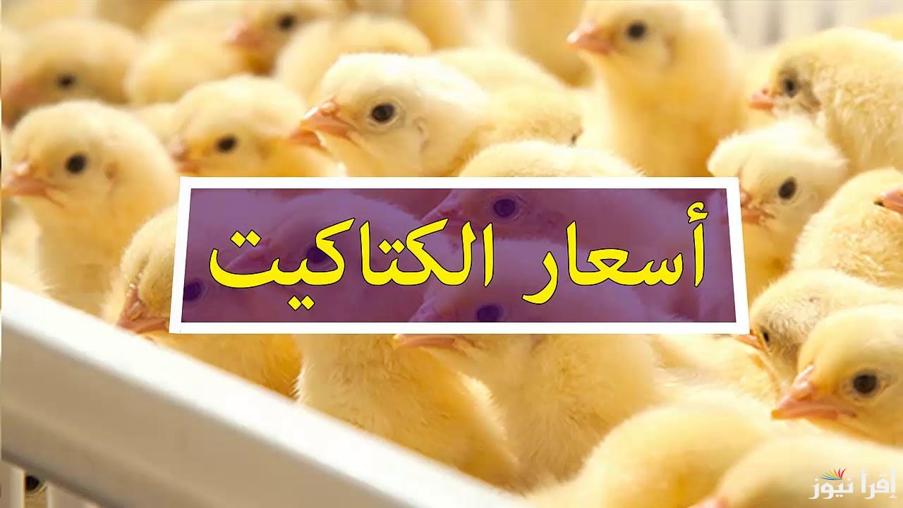 “تراجع ملحوظ” سعر الكتكوت الابيض اليوم الاثنين 21 اكتوبر 2024 في بورصة الكتاكيت