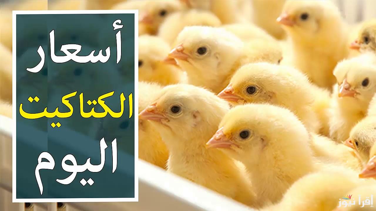 “الصغنن يتراجع” اسعار الكتاكيت اليوم الثلاثاء 22 أكتوبر 2024 في جميع الاسواق والشركات للمستهلك