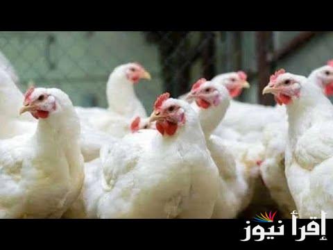 الكتكوت بكام.. بورصة الدواجن اليوم في مصر أسعار الفراخ البيضاء الإثنين 13 يناير 2025 سعر كرتونة البيض