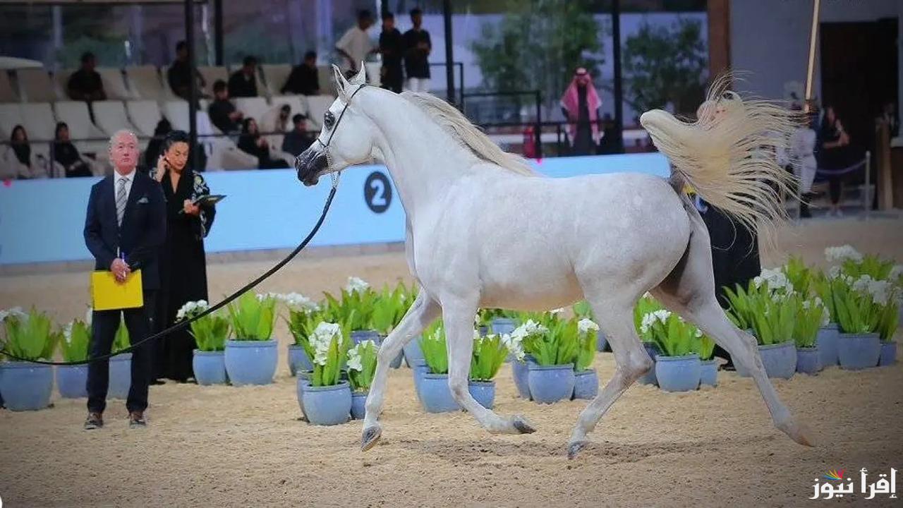 11 ديسمبر.. انطلاق العرض الدولي السابع لجمال الخيل العربية الأصيلة وجوائز تصل إلى 10 مليون ريال