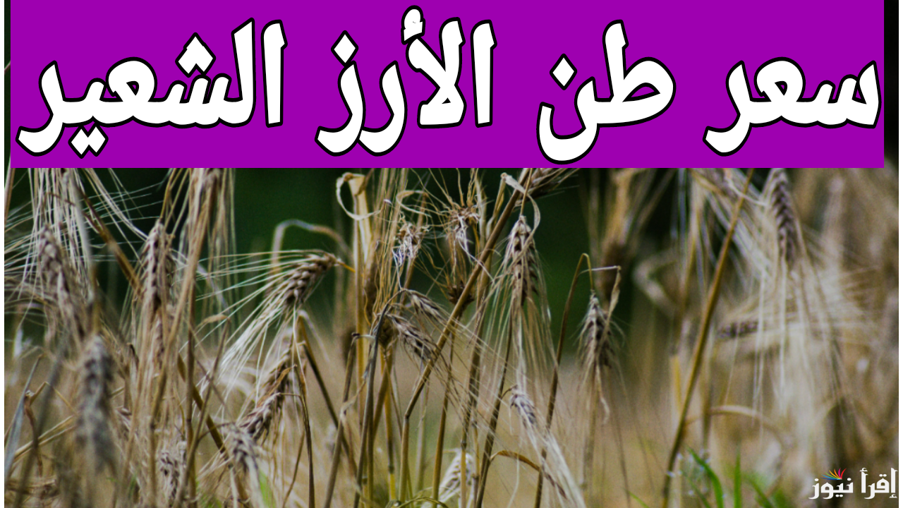 على عينك يا تاجر.. سعر طن الأرز الشعير اليوم الجمعة 20 ديسمبر 2024