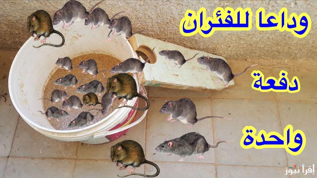 “من غير مجهود وبخطوات بسيطة” أسهل طرق للتخلص من الفئران في المنزل بدون استخدام المبيدات
