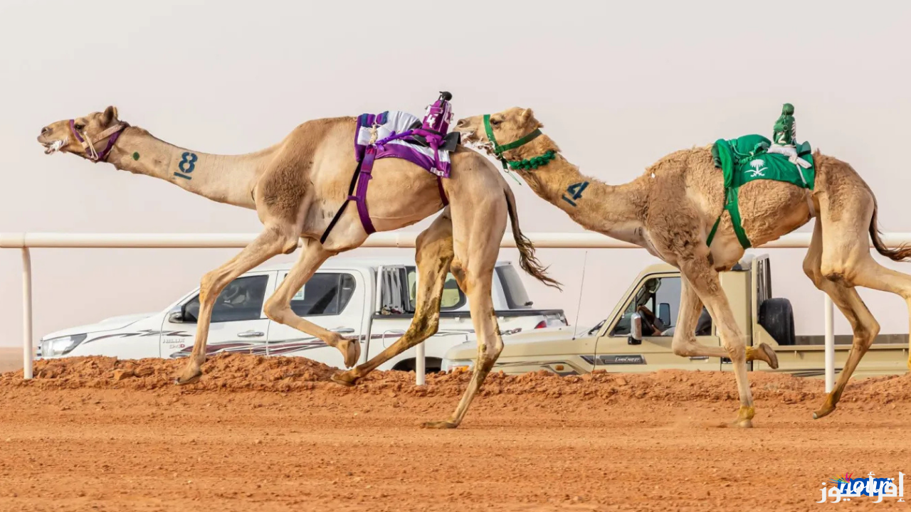 أسماء الفائزين في سباق الهجن ضمن مهرجان الملك عبد العزيز للإبل 9
