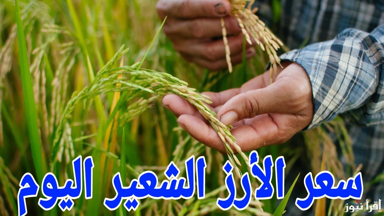 التجار بيلعبوا بالاسعار.. سعر طن الأرز الشعير اليوم السبت 18 يناير 2025 في الأسواق المصرية