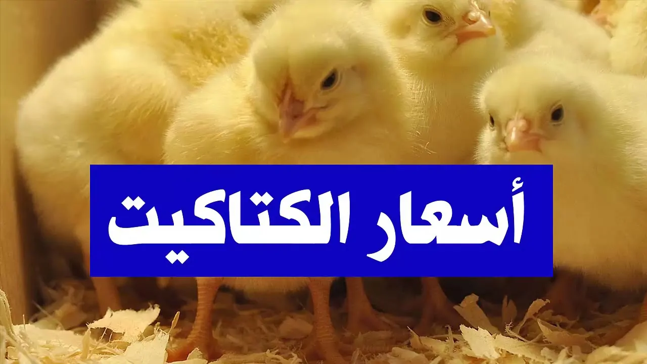 سعر الكتكوت الابيض اليوم الجمعة 17 يناير 2025 داخل البورصة المصرية .. عمر يوم