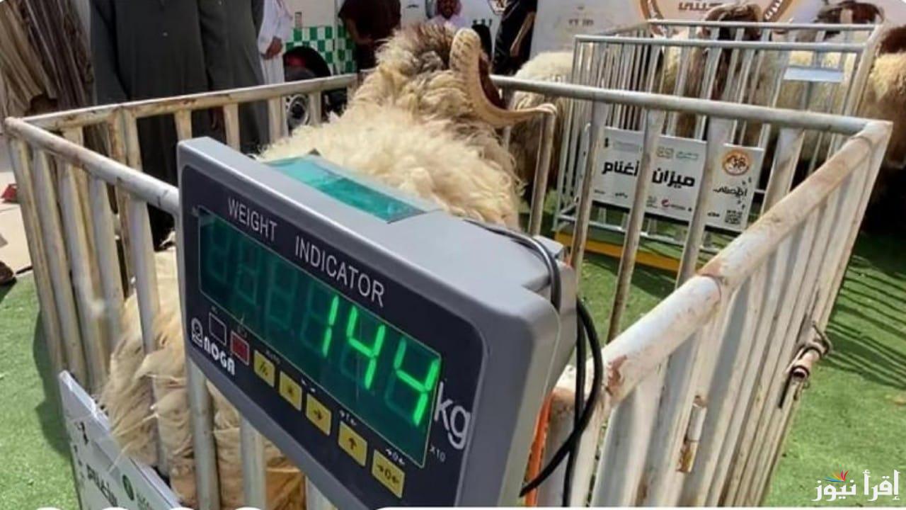بيع المواشي الحية بالاوزان .. قرار جديد من وزارة البيئة والمياه والزراعة السعودية يطبق في هذا الموعد