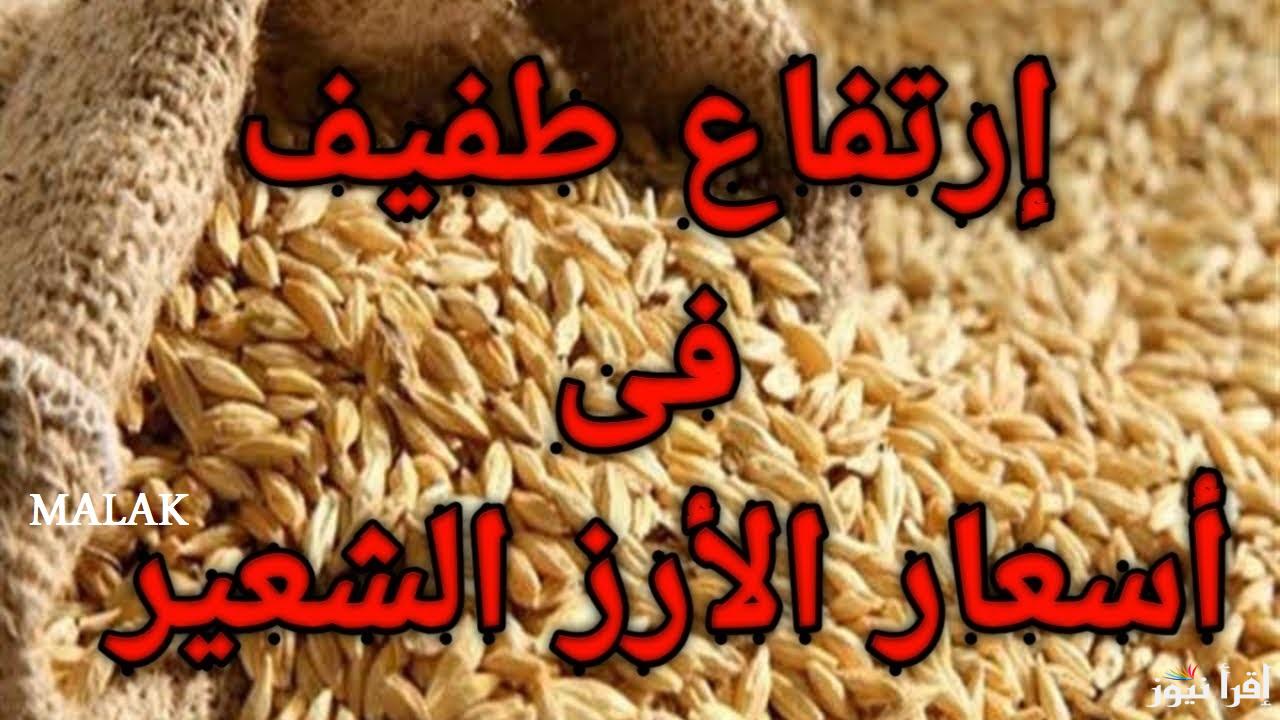 “خزني قبل رمضان” سعر طن الأرز الشعير اليوم الثلاثاء 7-1-2025 في الاسواق