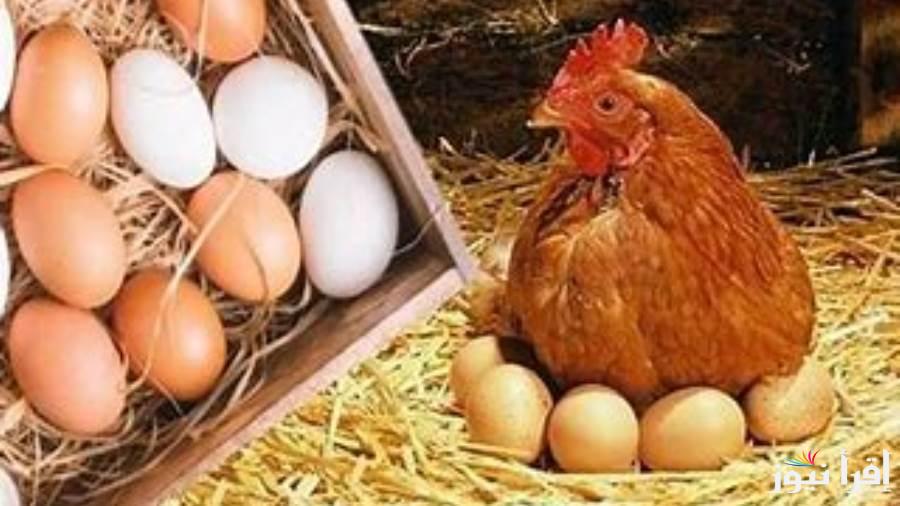 سعر كرتونة البيض اليوم الثلاثاء 28 يناير 2025 في المزرعة والأسواق المصرية…البلدي وصل كام انهاردة؟