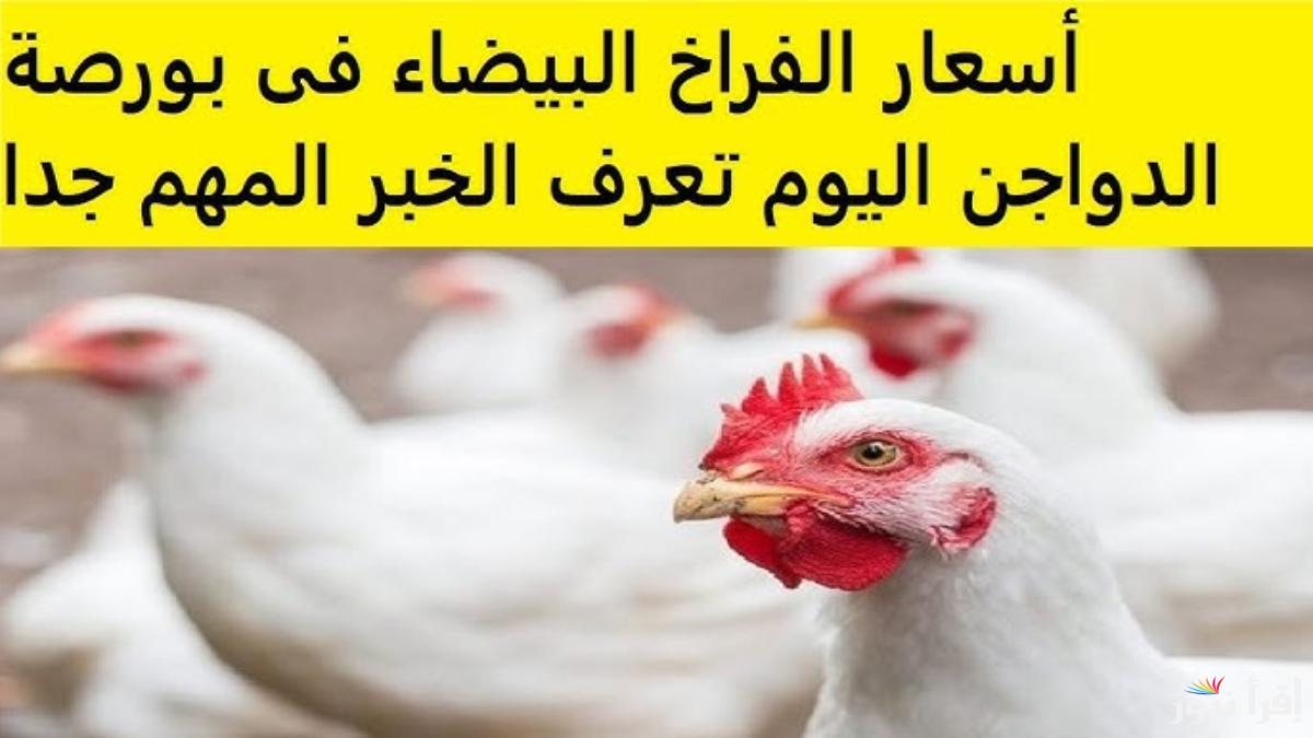 “غليت تاني” سعر كيلو الفراخ البيضاء اليوم السبت 18 يناير 2025 في البورصة والمزارع الداجنة