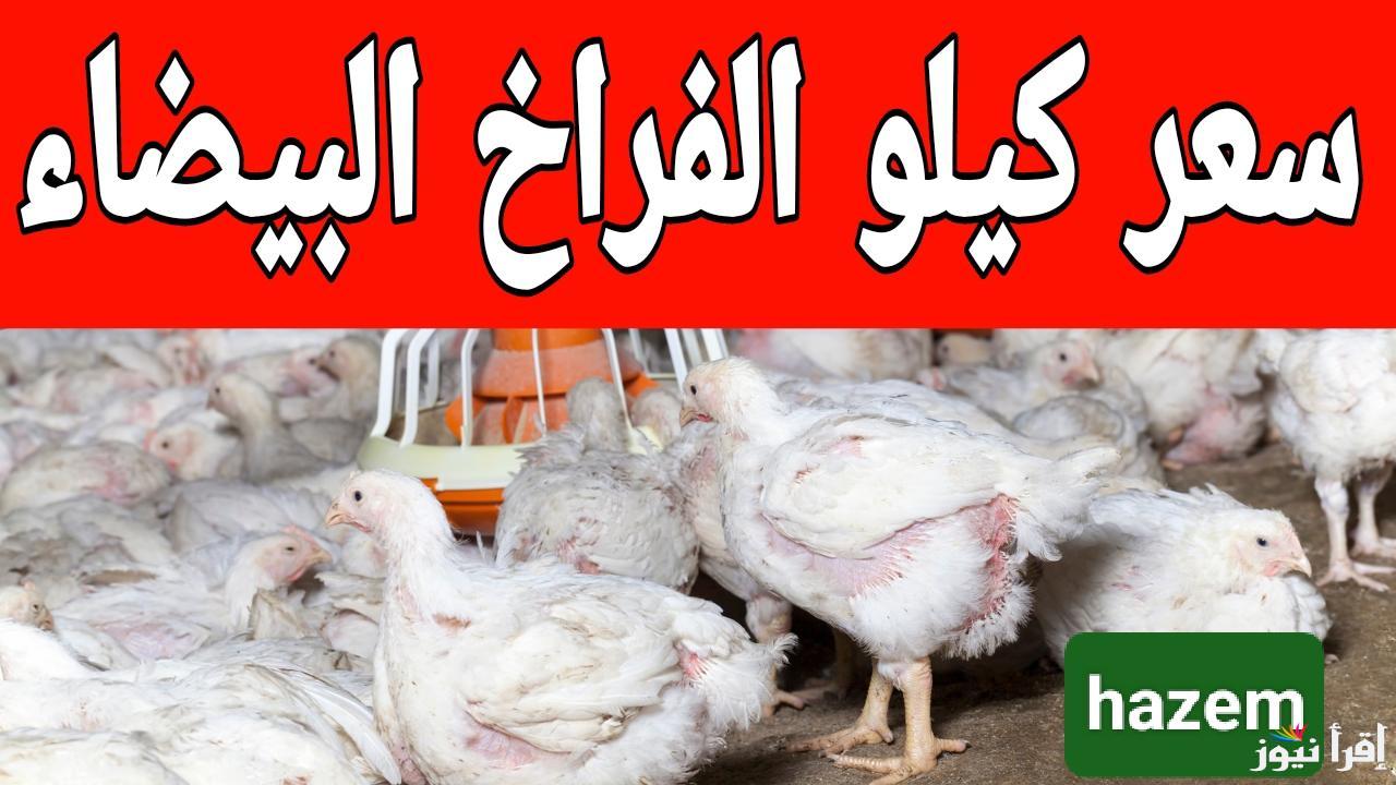 البلدي بكام قبل رمضان.. سعر كيلو الفراخ البيضاء اليوم في المزارع المصرية 2025