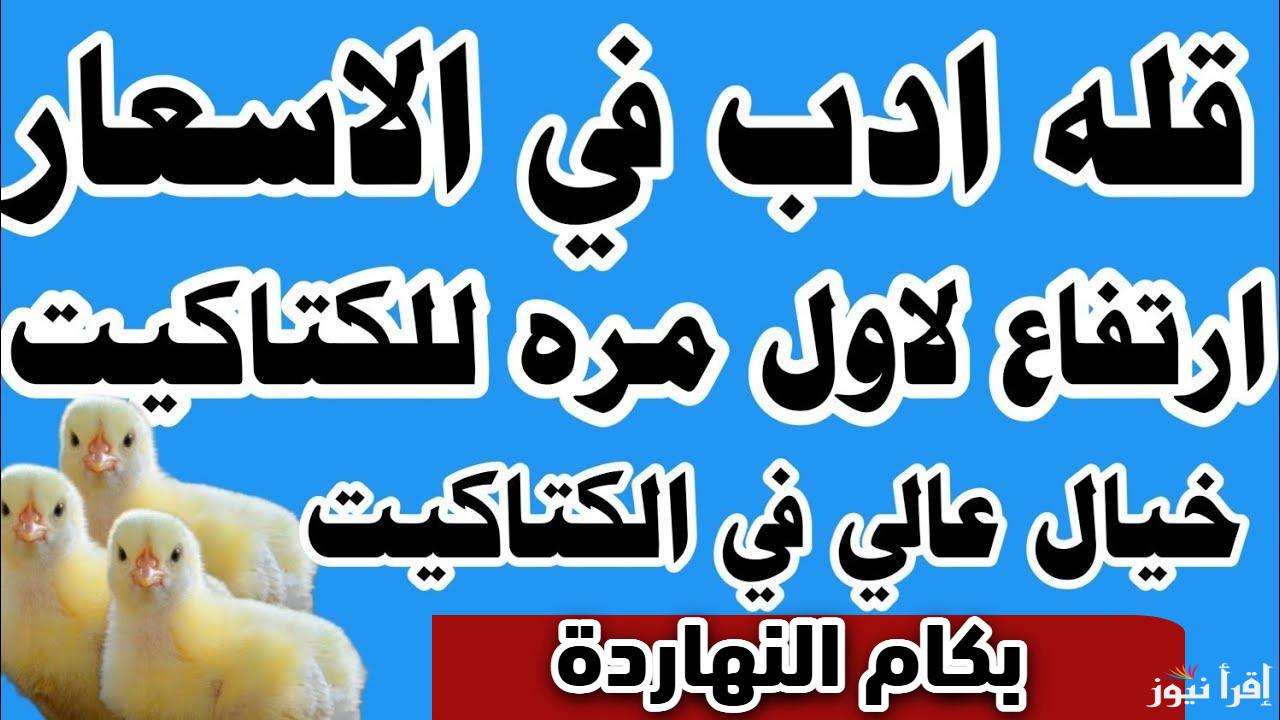 القطعان وصل 48 جنيه.. سعر الكتكوت الابيض اليوم في مصر 2025 بجميع المزارع والمعامل