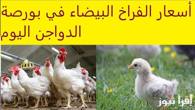 “ارتفاع مفاجئ” أسعار الفراخ البيضاء والكتاكيت والبيض في بورصة الدواجن اليوم السبت 1 فبراير 2025