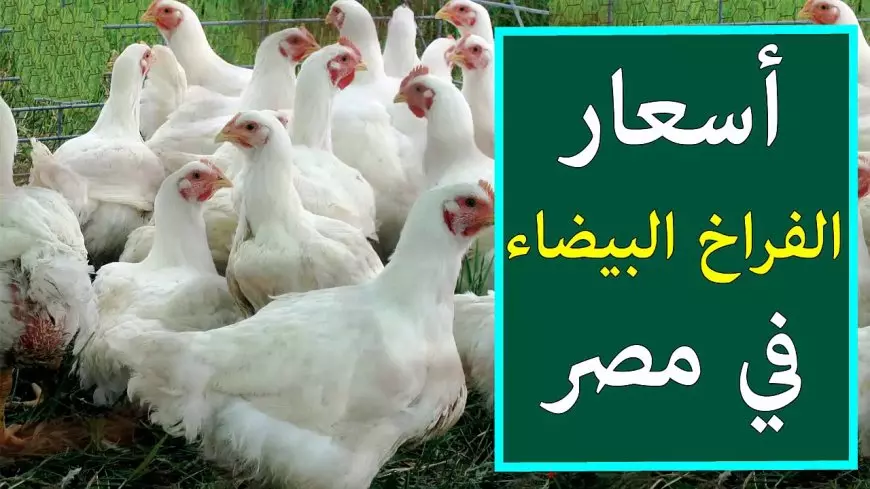 خزني لعزومات رمضان.. أسعار الفراخ البيضاء والساسو وكرتونة البيض الأبيض والبلدي اليوم الجمعة 21 فبراير 2025 بورصة الدواجن والسوق