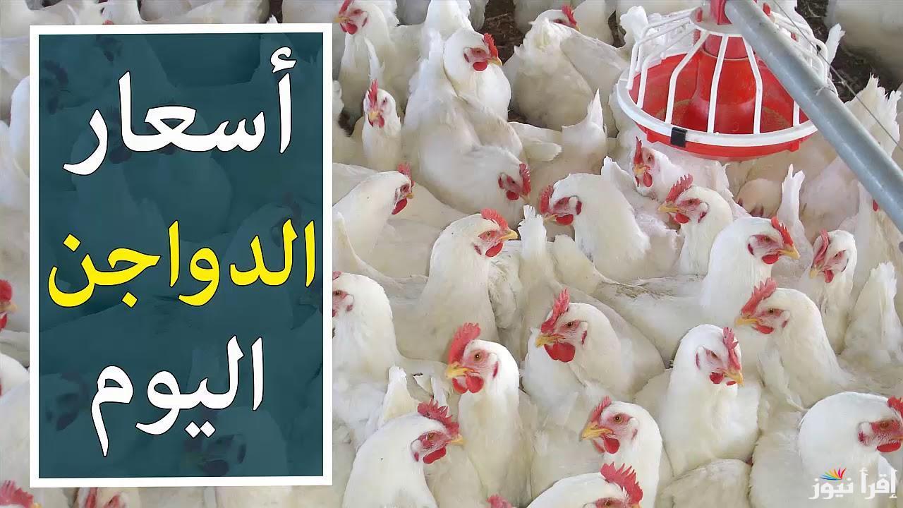 ترقب بورصة الدواجن اليوم أسعار الفراخ البيضاء الجمعة 21 فبراير 2025 وفقاً لأخر تعاملات