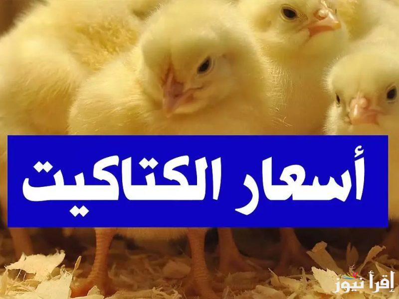 “ارتفاع يهز السوق” سعر الكتكوت الابيض اليوم الاثنين 17 فبراير 2025 والفراخ البيضاء داخل الأسواق