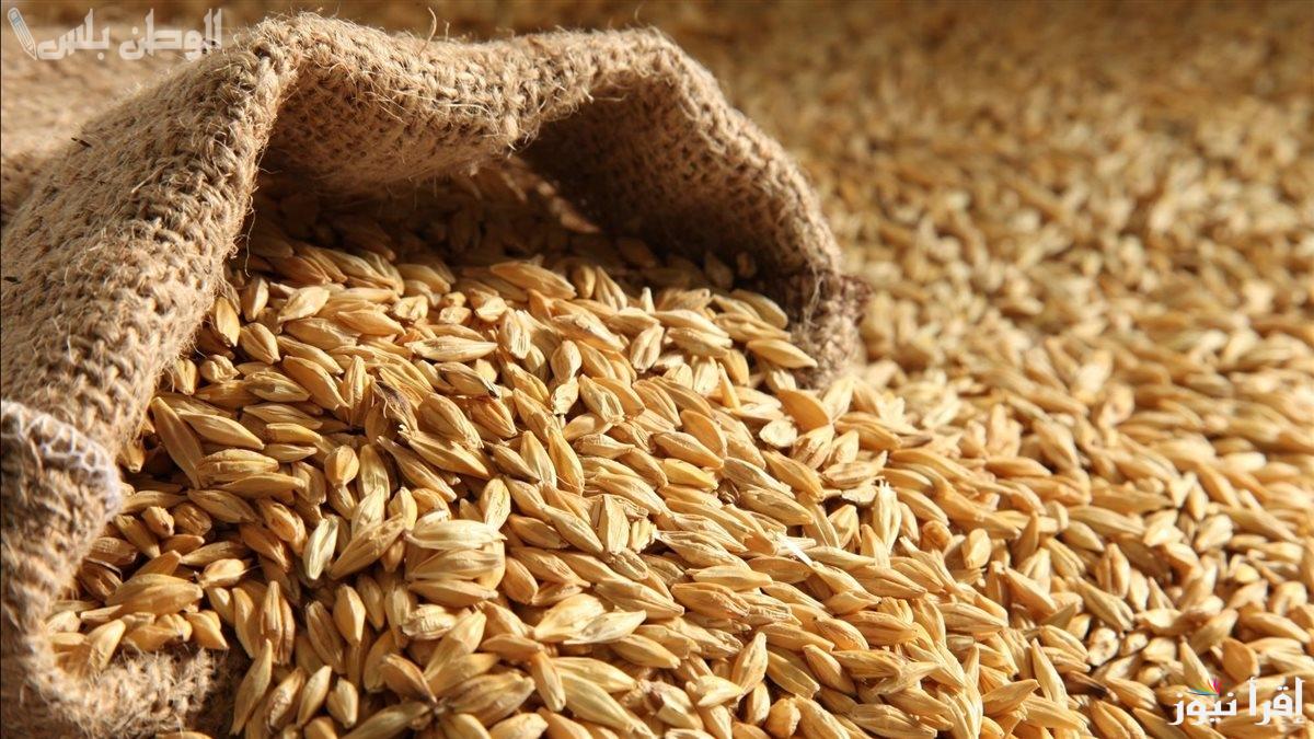 “وصل كام دلوقت؟”.. سعر طن الأرز الشعير اليوم السبت 1/2/2025 الحبة الرفيعة والعريضة في الاسواق