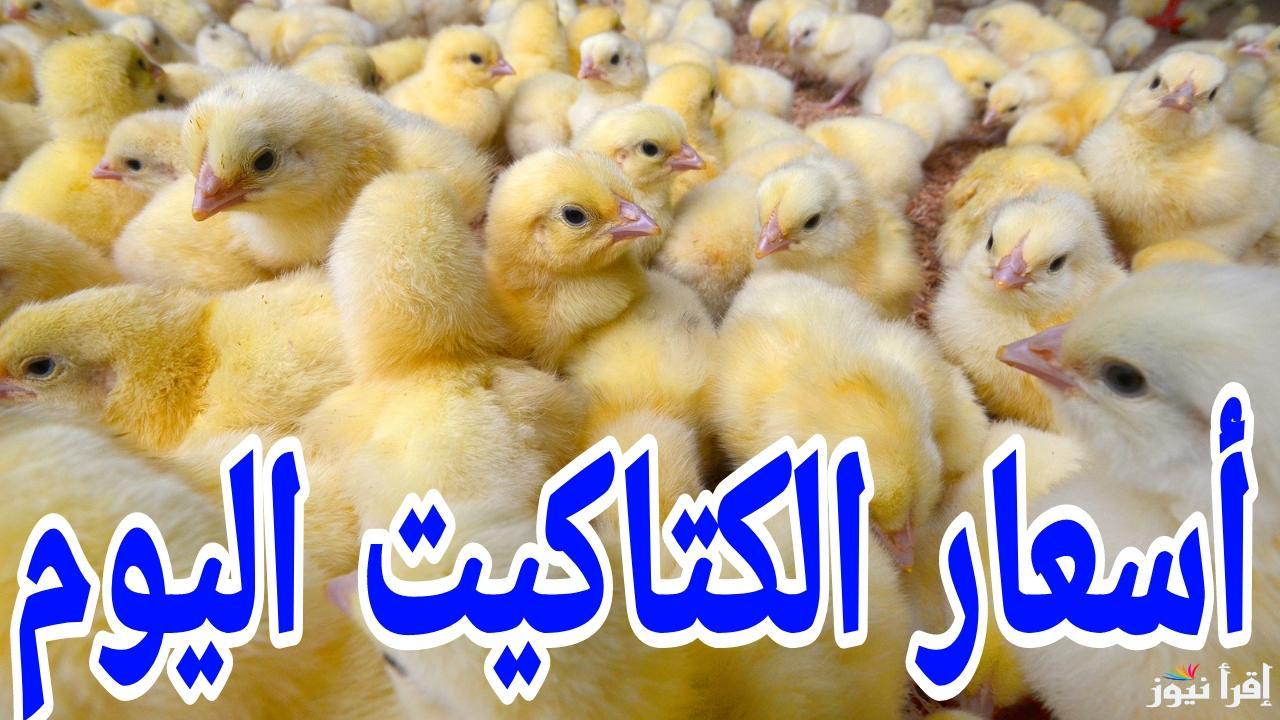الأسعار بتلعب باعصابنا.. أسعار الكتاكيت اليوم الاثنين 10 مارس 2025 في المزارع والمعامل المصرية 