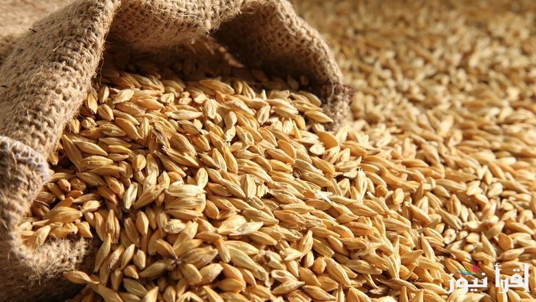 الطن بكام ؟.. اسعار ارز الشعير اليوم الاثنين 31 مارس داخل الاسواق المصرية