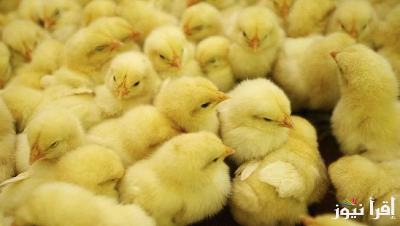 ” الساسو بكام 🐤” اسعار الكتاكيت اليوم الخميس 20 مارس 2025 وأسعار الفراخ البيضاء