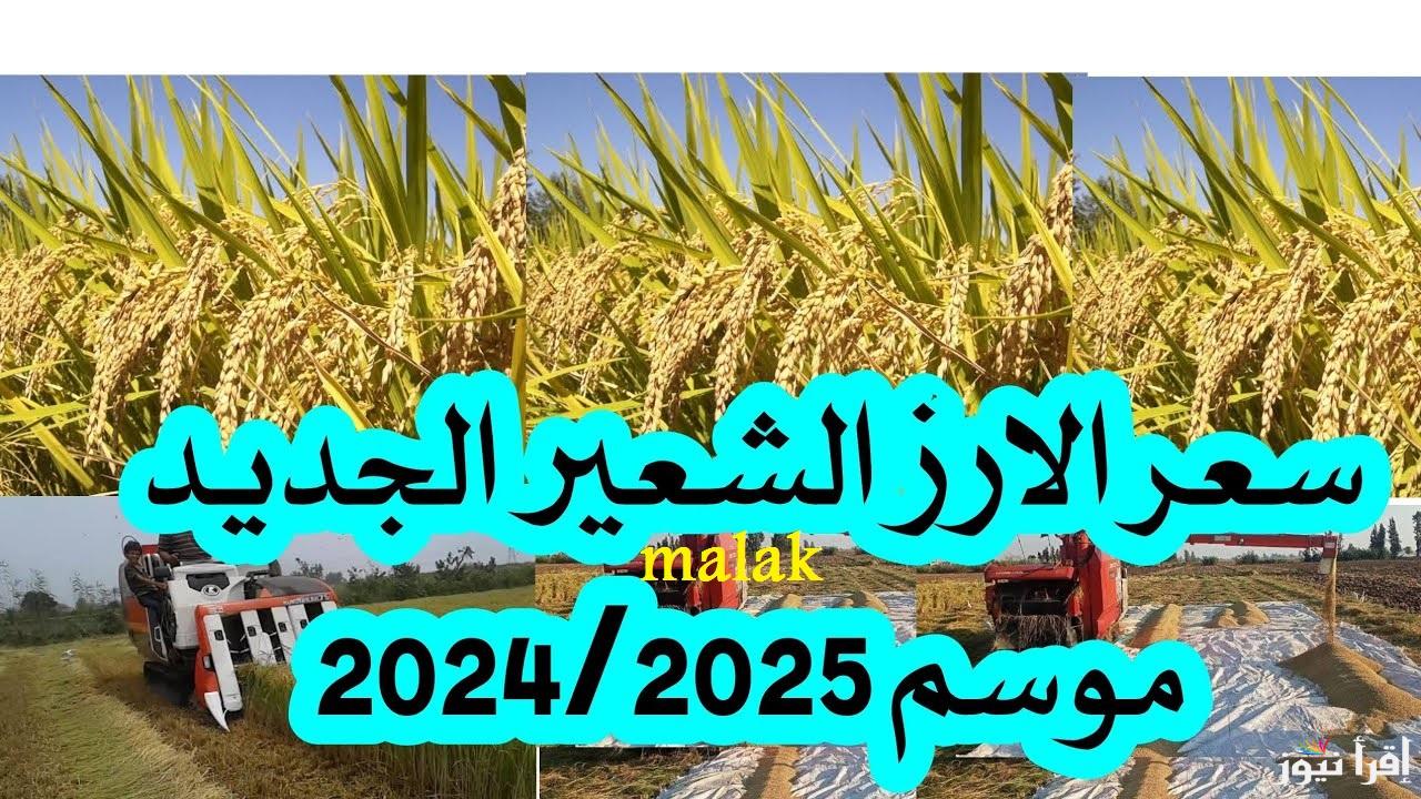 “وصل كام الاردب” سعر الأرز الشعير اليوم الاثنين 17 مارس 2025 في الأسواق والمحلات