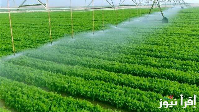 مشروعات كبيرة في الصحراء تعزز الزراعة في مصر