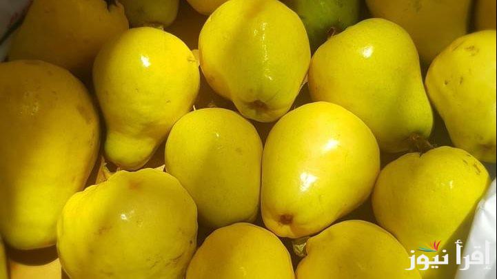 6 نصائح مهمة لمزارعي الجوافة
تعرف عليها