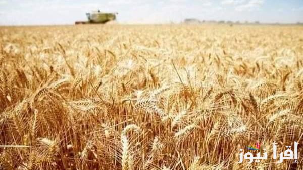 تطوير أصناف جديدة من القمح مقاومة للأمراض