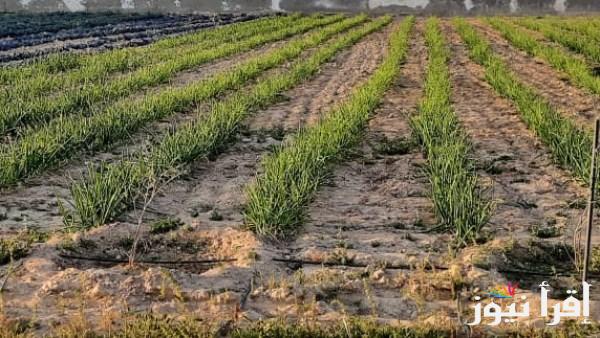 مجلس الشيوخ يدعم مشروع حقن التربة الرملية بالطين ويحث على تعميم التقنية