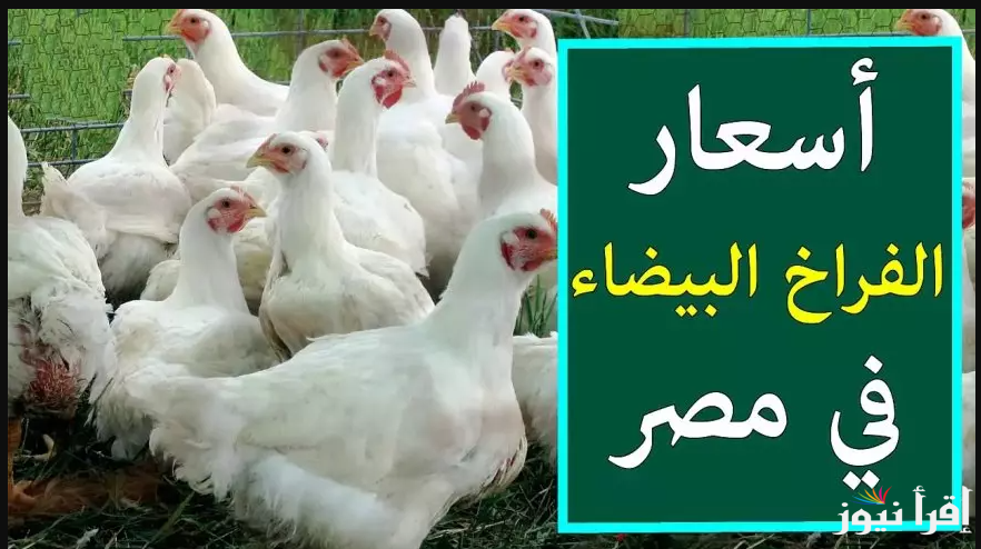 البلدي يِوكل … بورصة الدواجن اليوم أسعار الفراخ البيضاء اليوم السبت 26 ابريل 2025 في المحلات التجارية