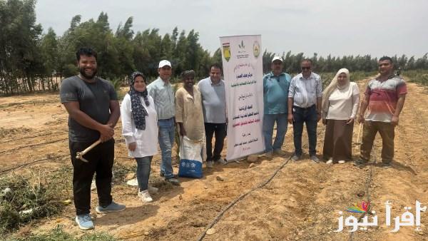 حقول إرشادية لزراعة عباد الشمس الزيتى في جنوب سيناء لسد الفجوة الغذائية