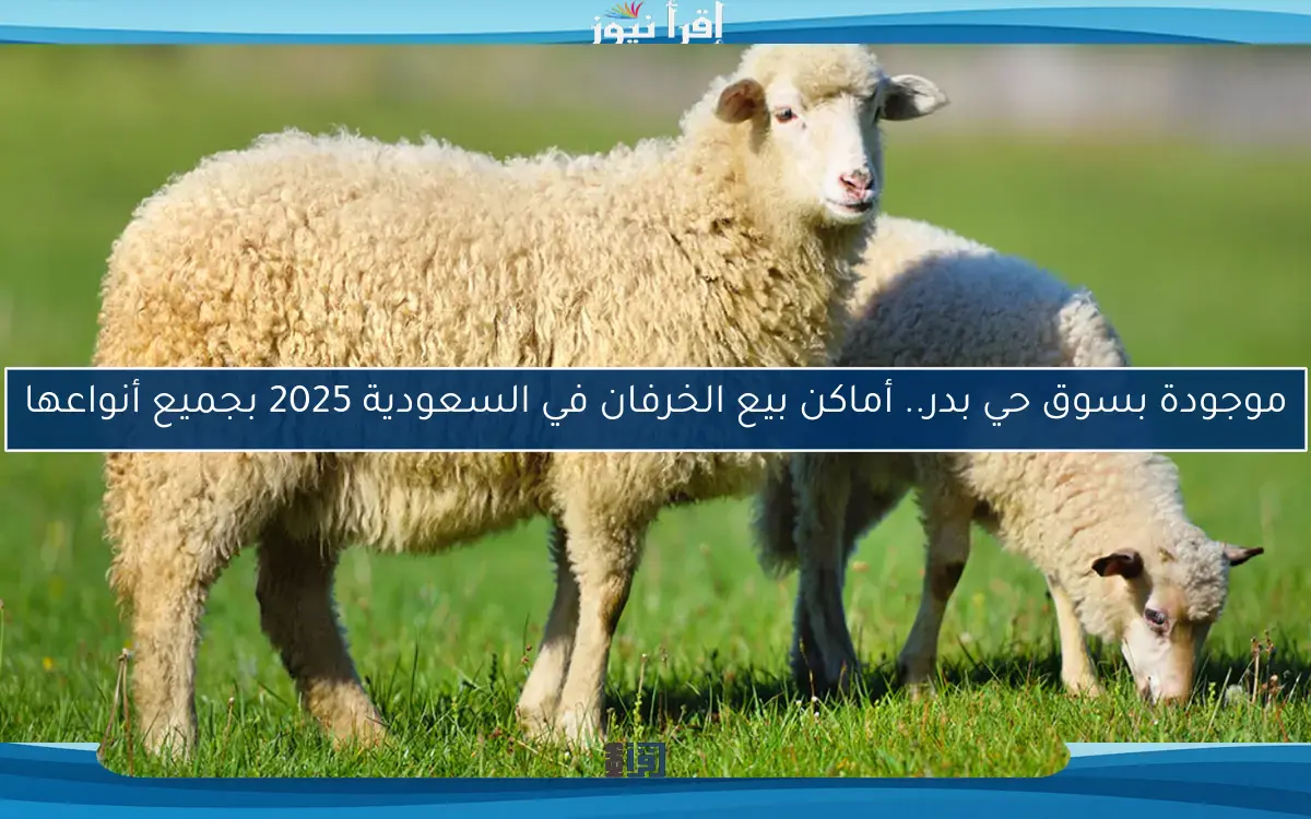موجودة بسوق حي بدر.. أماكن بيع الخرفان في السعودية 2025 بجميع أنواعها