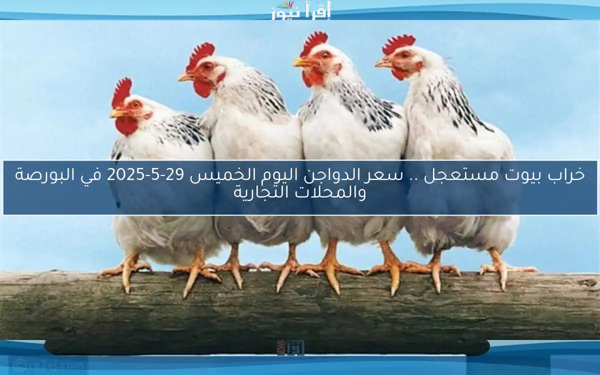 خراب بيوت مستعجل .. سعر الدواجن اليوم الخميس 29-5-2025 في البورصة والمحلات التجارية