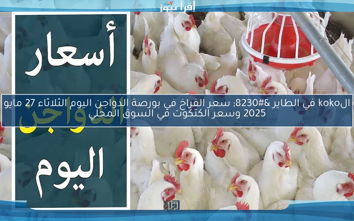 الkoko في الطاير … سعر الفراخ في بورصة الدواجن اليوم الثلاثاء 27 مايو 2025 وسعر الكتكوت في السوق المحلي
