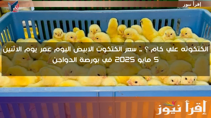 الكتكوته علي كام ؟ .. سعر الكتكوت الابيض اليوم عمر يوم الاثنين 5 مايو 2025 في بورصة الدواجن