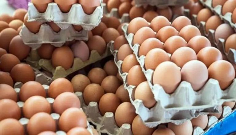 سعر كرتونة البيض اليوم