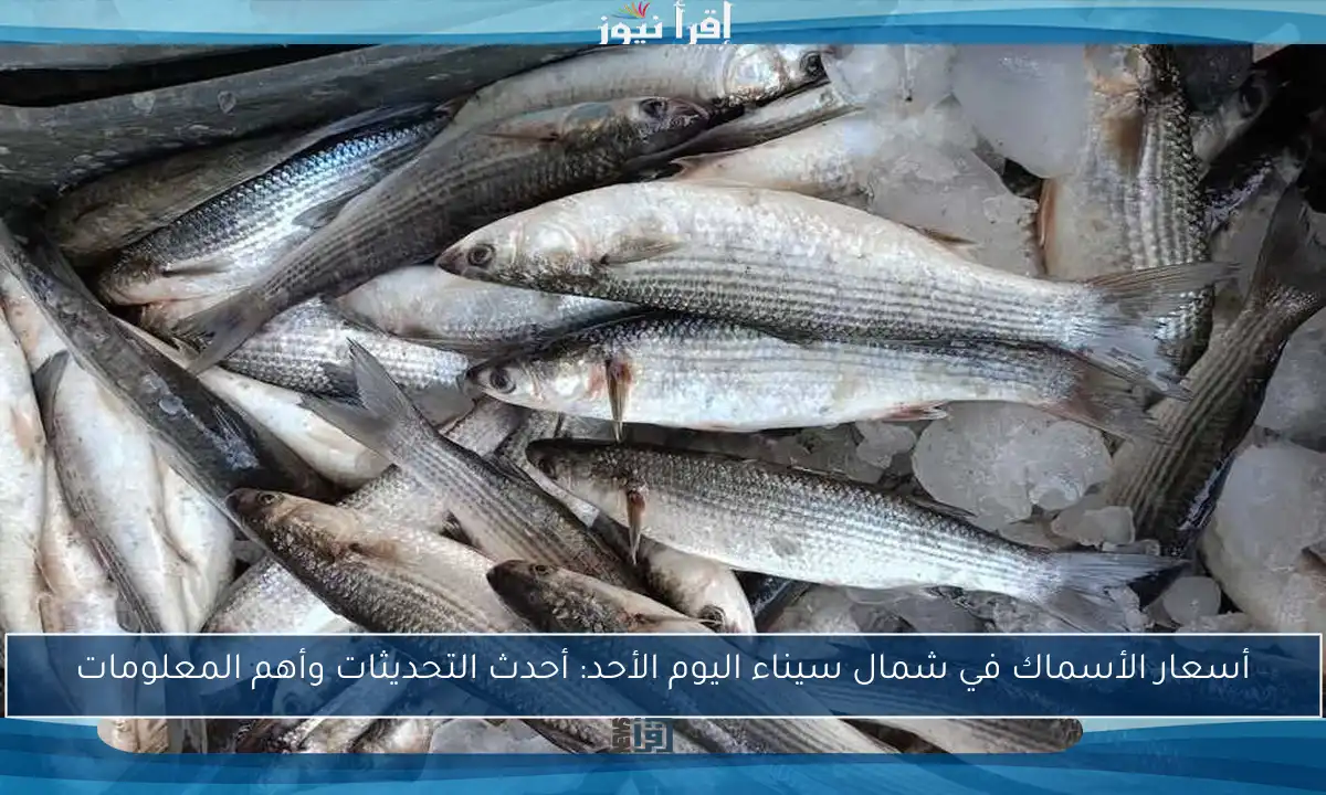 أسعار الأسماك في شمال سيناء اليوم الأحد: أحدث التحديثات وأهم المعلومات