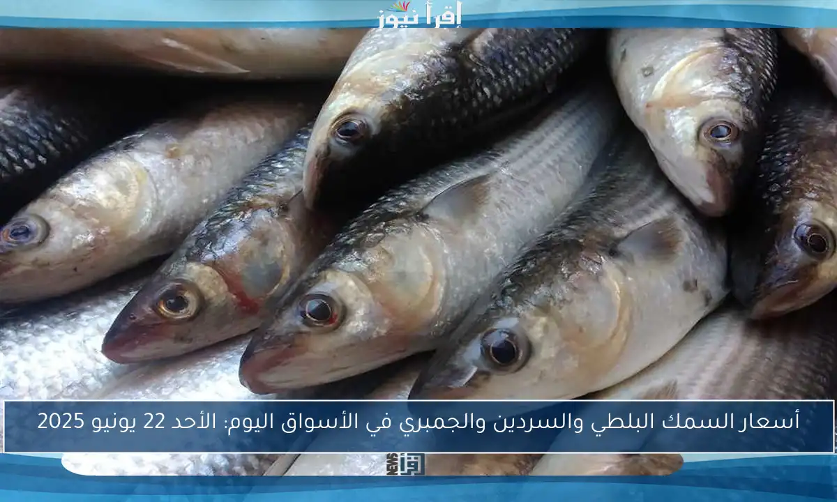 أسعار السمك البلطي والسردين والجمبري في الأسواق اليوم: الأحد 22 يونيو 2025