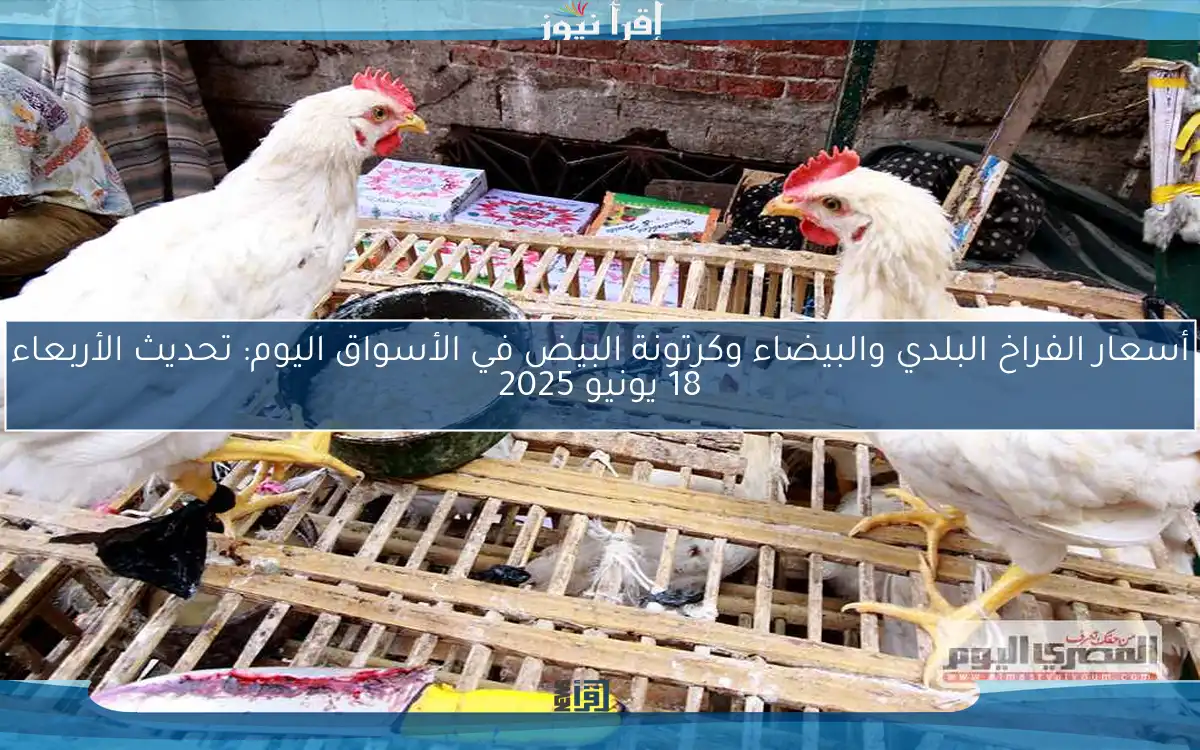 أسعار الفراخ البلدي والبيضاء وكرتونة البيض في الأسواق اليوم: تحديث الأربعاء 18 يونيو 2025
