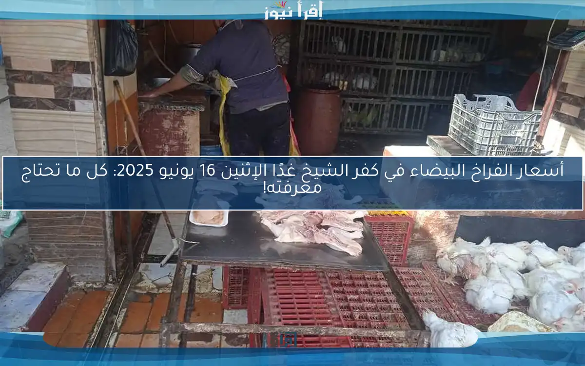 أسعار الفراخ البيضاء في كفر الشيخ غدًا الإثنين 16 يونيو 2025: كل ما تحتاج معرفته!