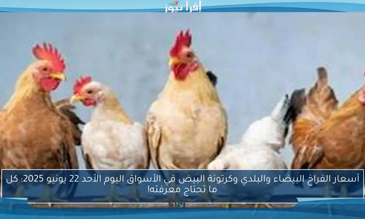 أسعار الفراخ البيضاء والبلدي وكرتونة البيض في الأسواق اليوم الأحد 22 يونيو 2025: كل ما تحتاج معرفته!
