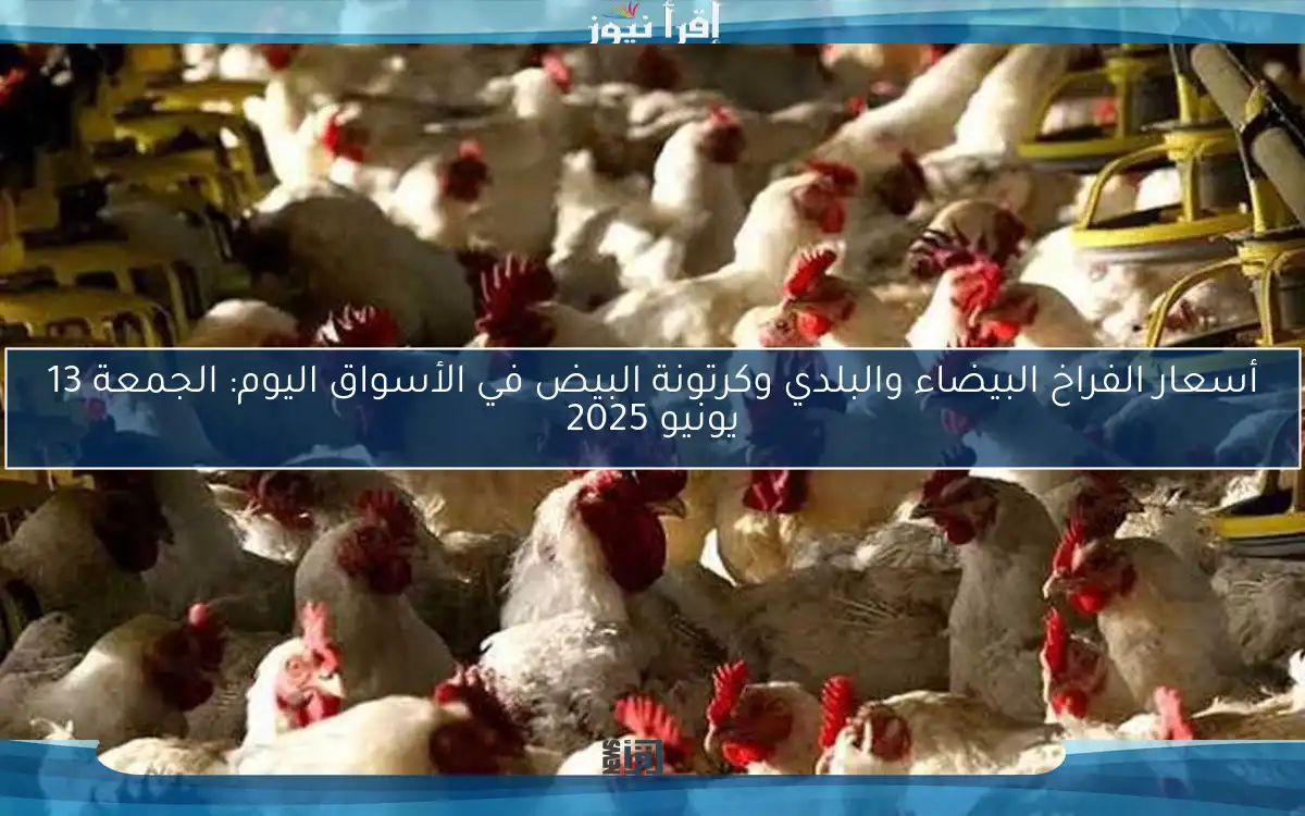 أسعار الفراخ البيضاء والبلدي وكرتونة البيض في الأسواق اليوم: الجمعة 13 يونيو 2025