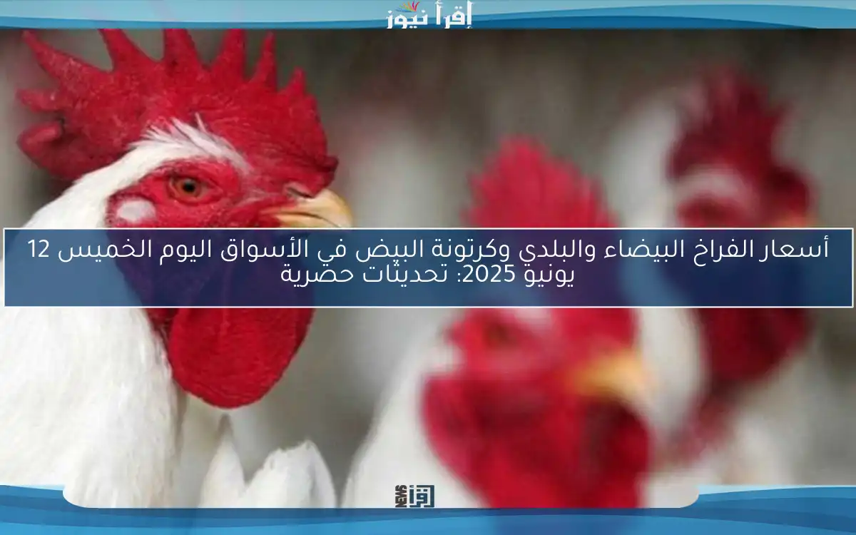 أسعار الفراخ البيضاء والبلدي وكرتونة البيض في الأسواق اليوم الخميس 12 يونيو 2025: تحديثات حصرية